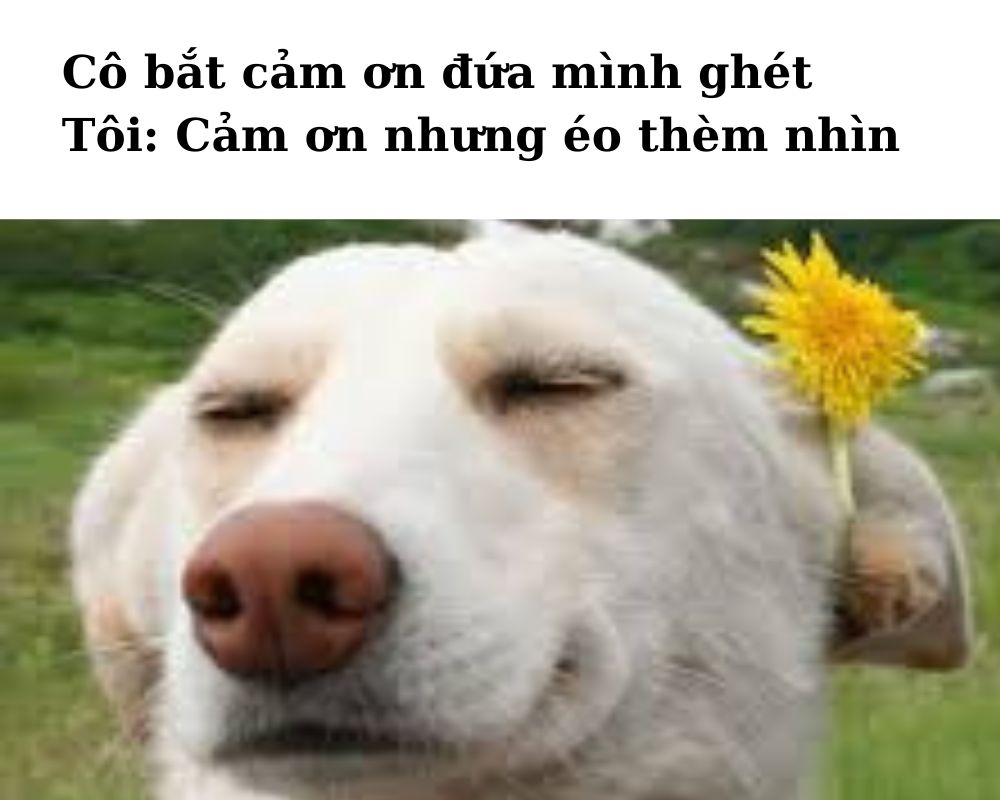 Bộ sưu tập 99+ ảnh meme cảm ơn hài hước, bao lầy lội