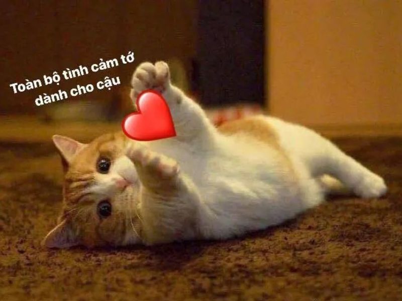 Tổng hợp meme tình yêu cute, dễ thương cho các cặp đôi