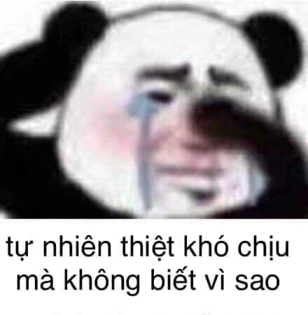 Tổng hợp meme gấu trúc weibo hài hước, độc, bá đạo