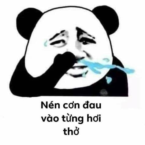 Tổng hợp meme gấu trúc weibo hài hước, độc, bá đạo