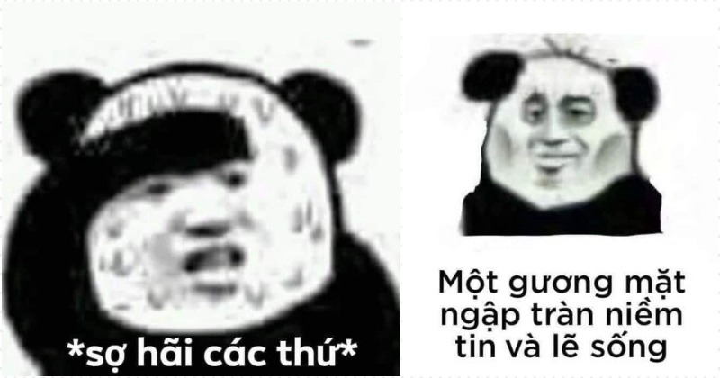 Tổng hợp meme gấu trúc weibo hài hước, độc, bá đạo