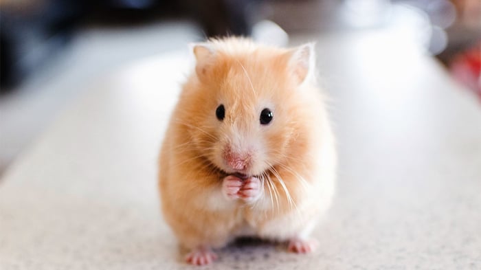 Bức tranh chuột Hamster xinh đẹp - Hình nền siêu dễ thương