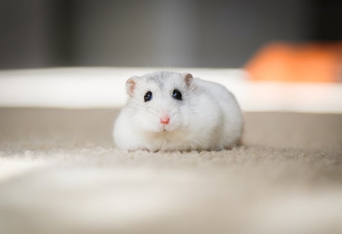 Bức tranh chuột Hamster xinh đẹp - Hình nền siêu dễ thương