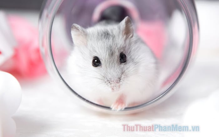 Bức tranh chuột Hamster xinh đẹp - Hình nền siêu dễ thương