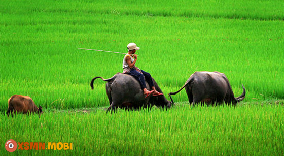 Mơ thấy con trâu báo hiệu tương lai như thế nào?