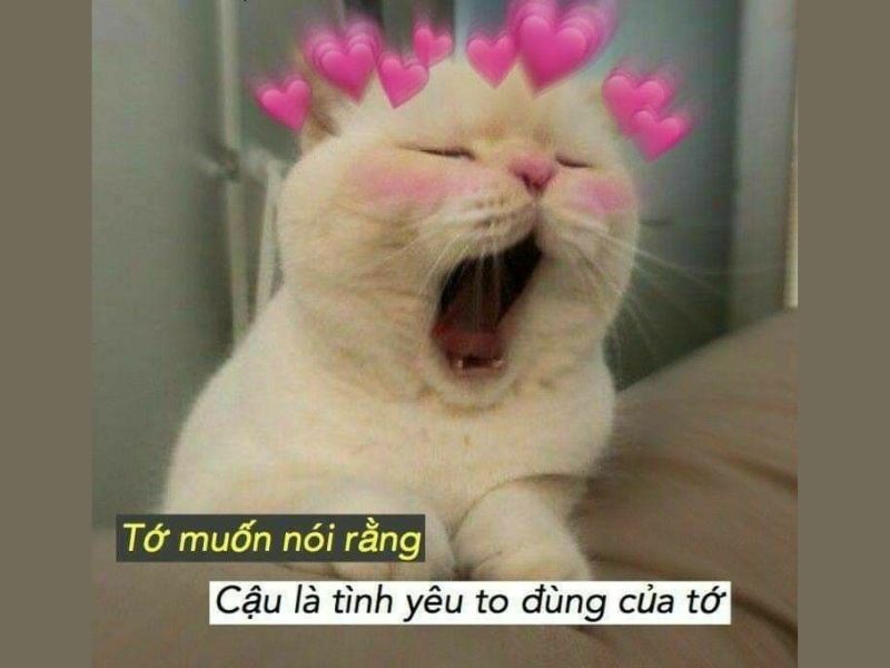 100+ meme an ủi bạn bè, người yêu cực kỳ đáng yêu