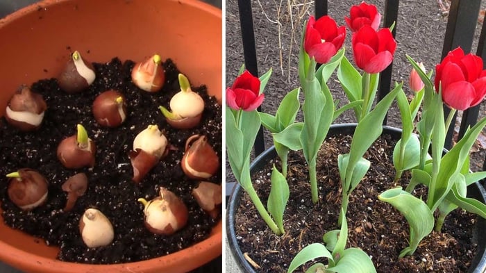 Ý Nghĩa Đặc Biệt của Hoa Tulip Theo Màu Sắc và Số Lượng Trong Việc Tặng Quà