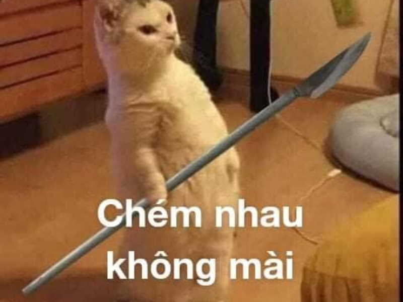 Ảnh meme đánh nhau, meme mèo đánh nhau troll bạn bè