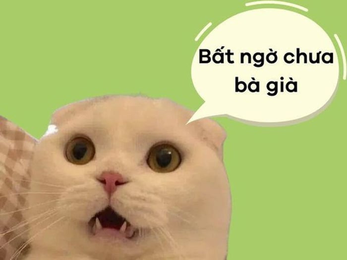 Khám phá thế giới hài hước qua những tấm meme bất ngờ