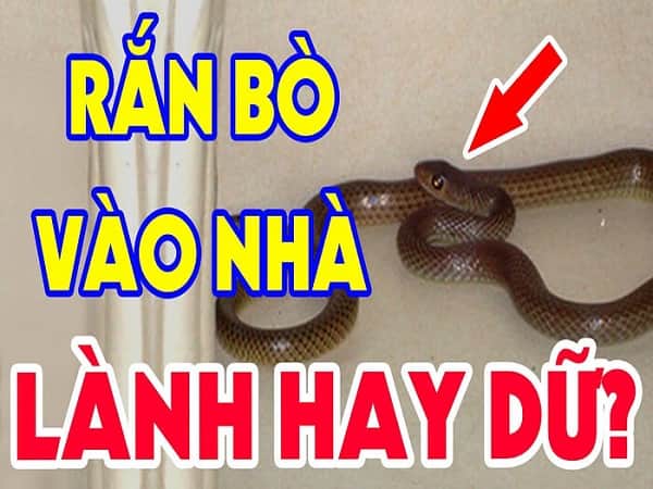 Rắn bò vào nhà là có "điềm báo" tâm linh: Gia chủ nên chuẩn bị